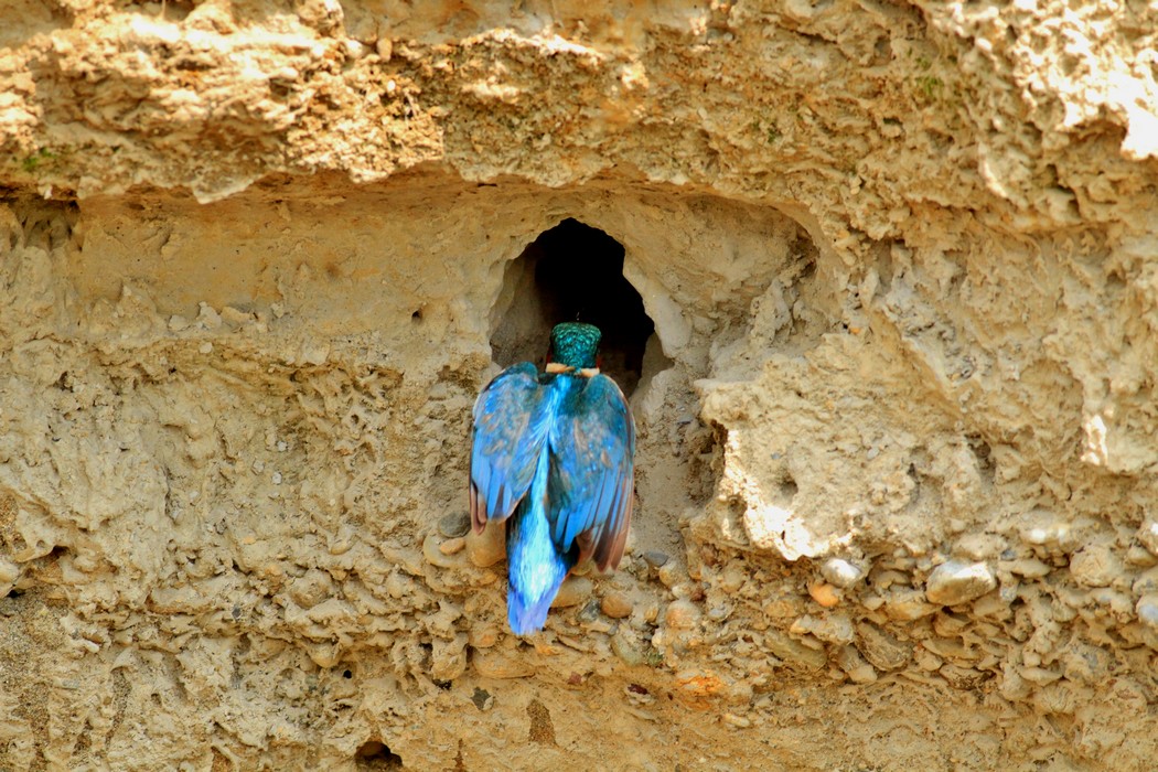 Di chi  questa casa? Gruccione o Martin pescatore?